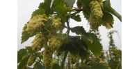 Mature FIELD hop plant, CHALLENGER cultivar